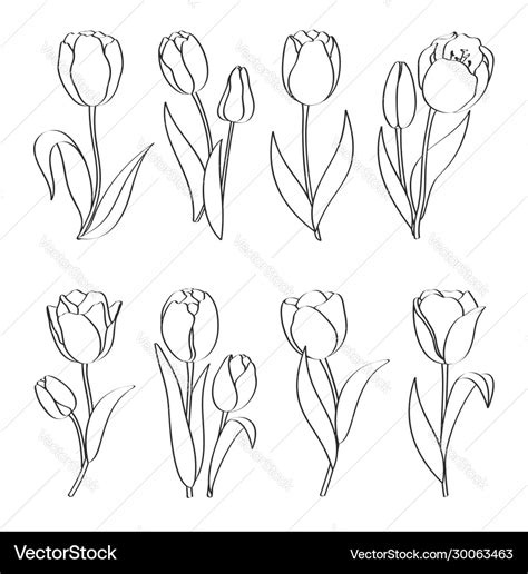 Tulip Outline royalty